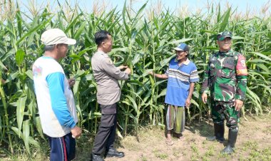Polisi,-TNI-dan-Petani-Bersinergi-Pantau-Pertumbuhan-Jagung-di-Desa-Pesawahan-Porong